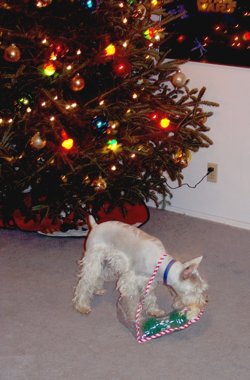 Hildebrand Christmas ScreenSaver/800x600_2000-12-21-25 Packet gets something.jpg